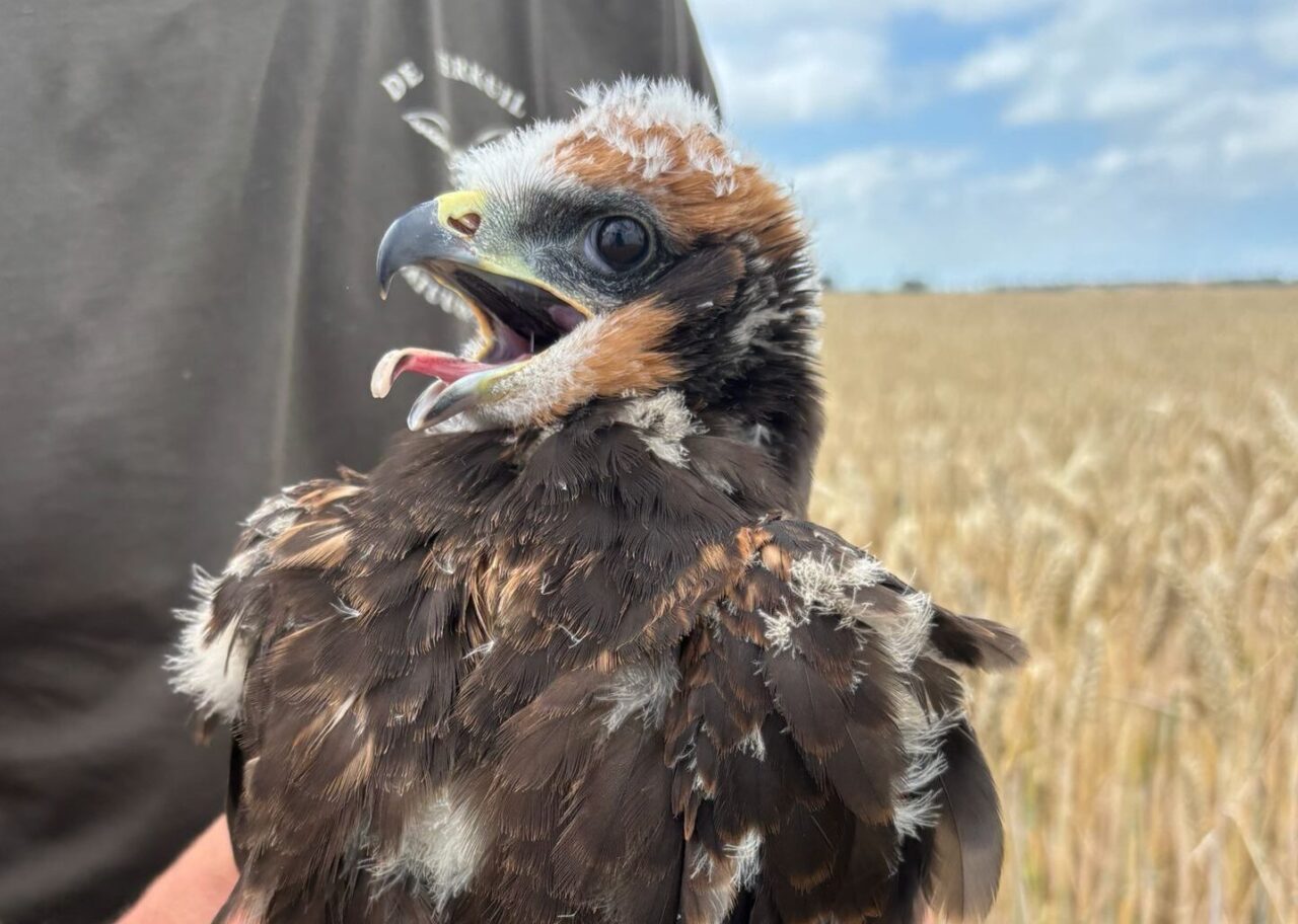 Bruine kiekendief