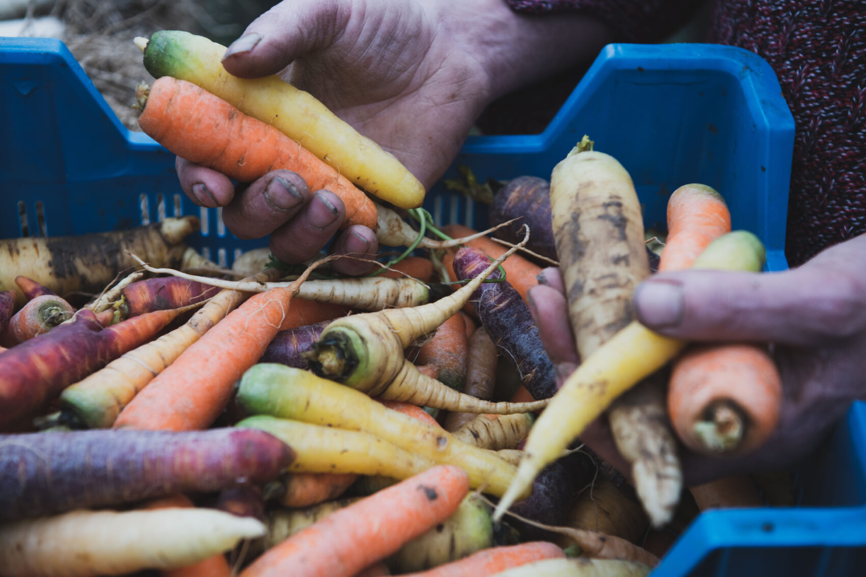 Bio groenten van Le monde des Mille couleurs