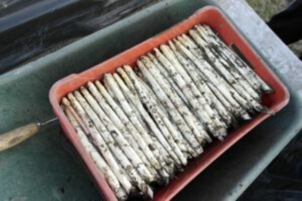 Asperges uit de grond