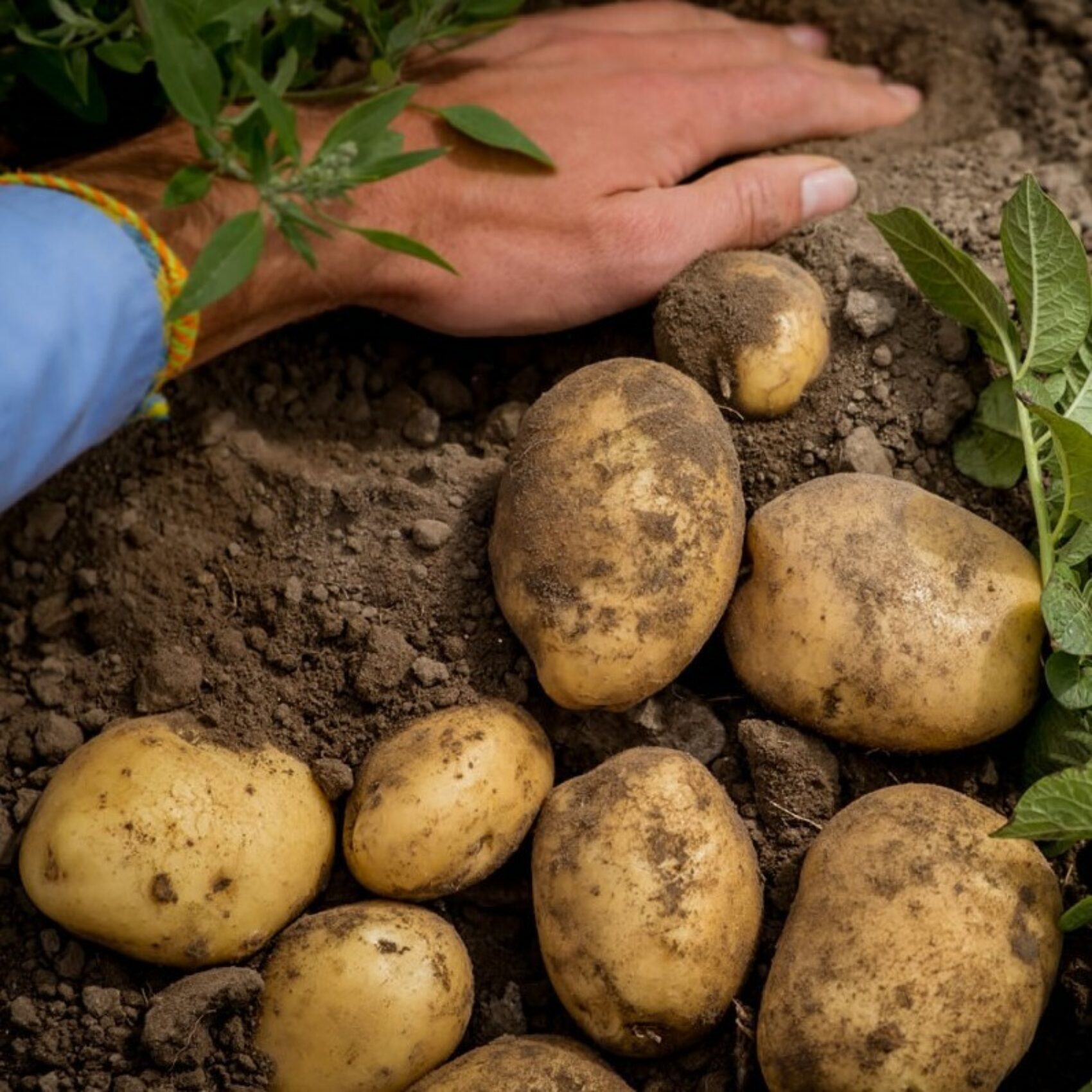 Foto kook aardappel